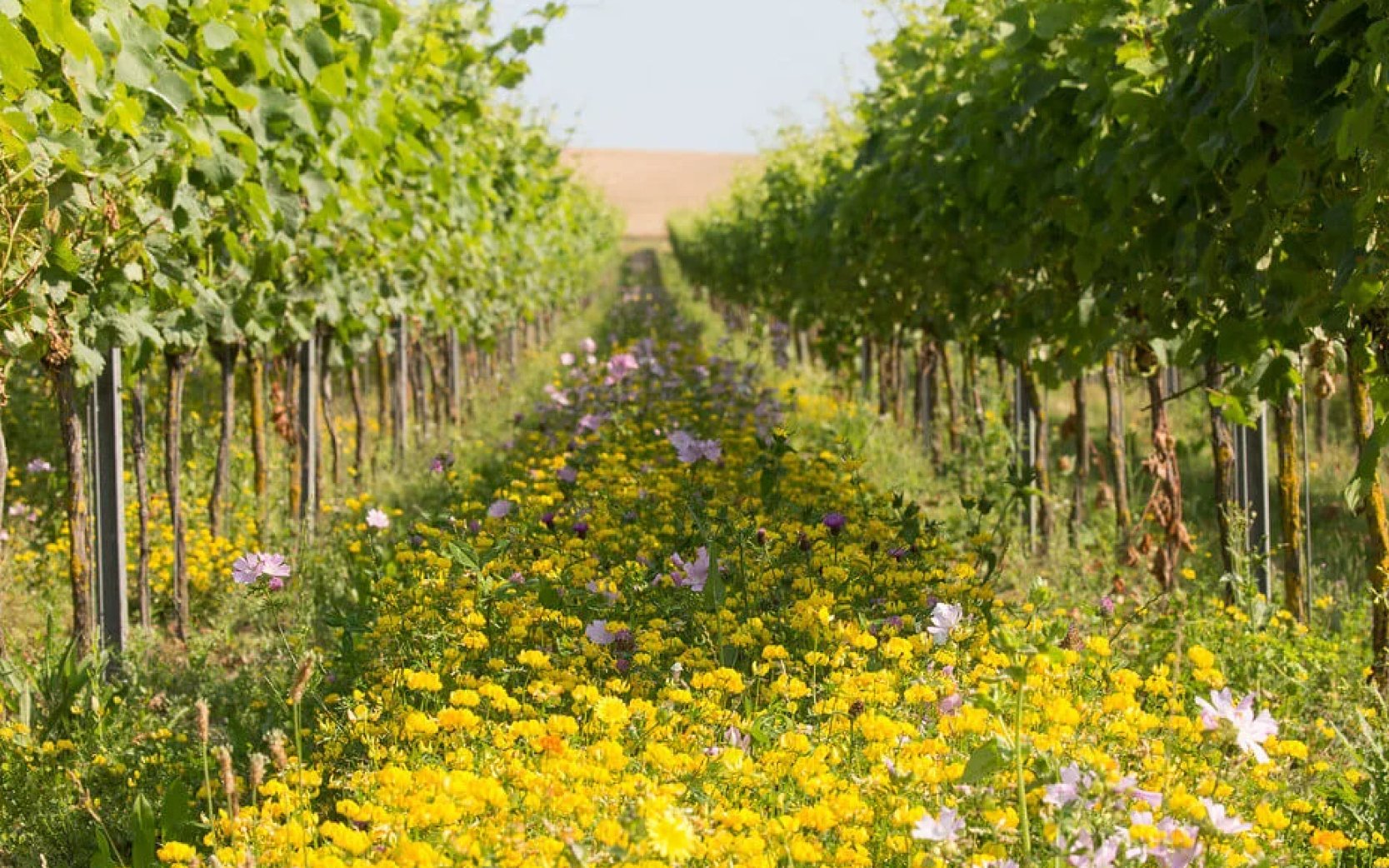 BeInspired_2026_Rathfinny2