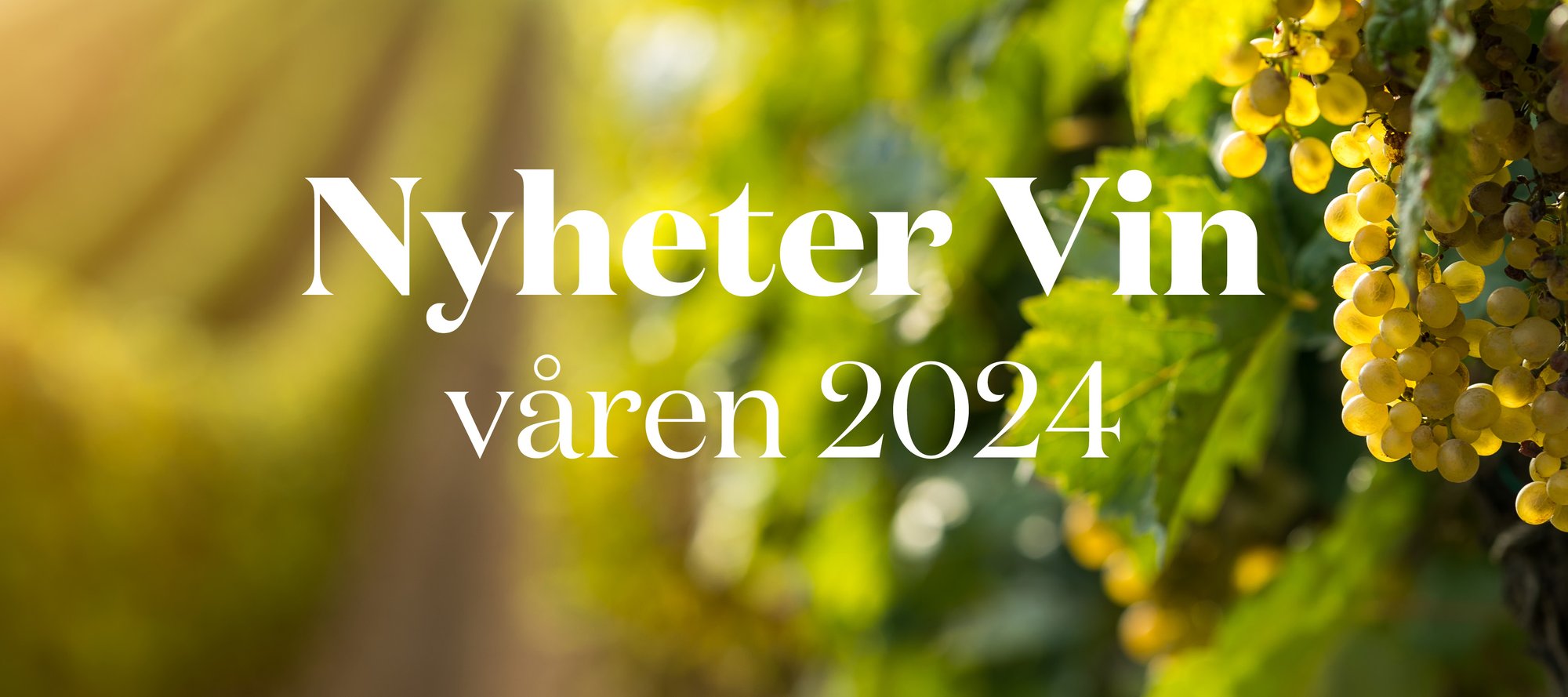 nyehter_vin_2024