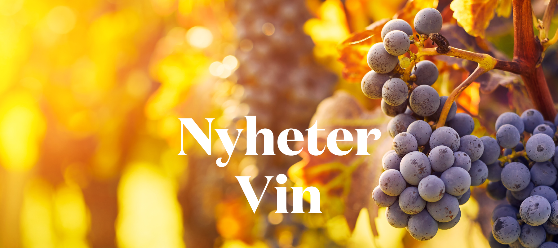 nyehter_vin_2024_topp08