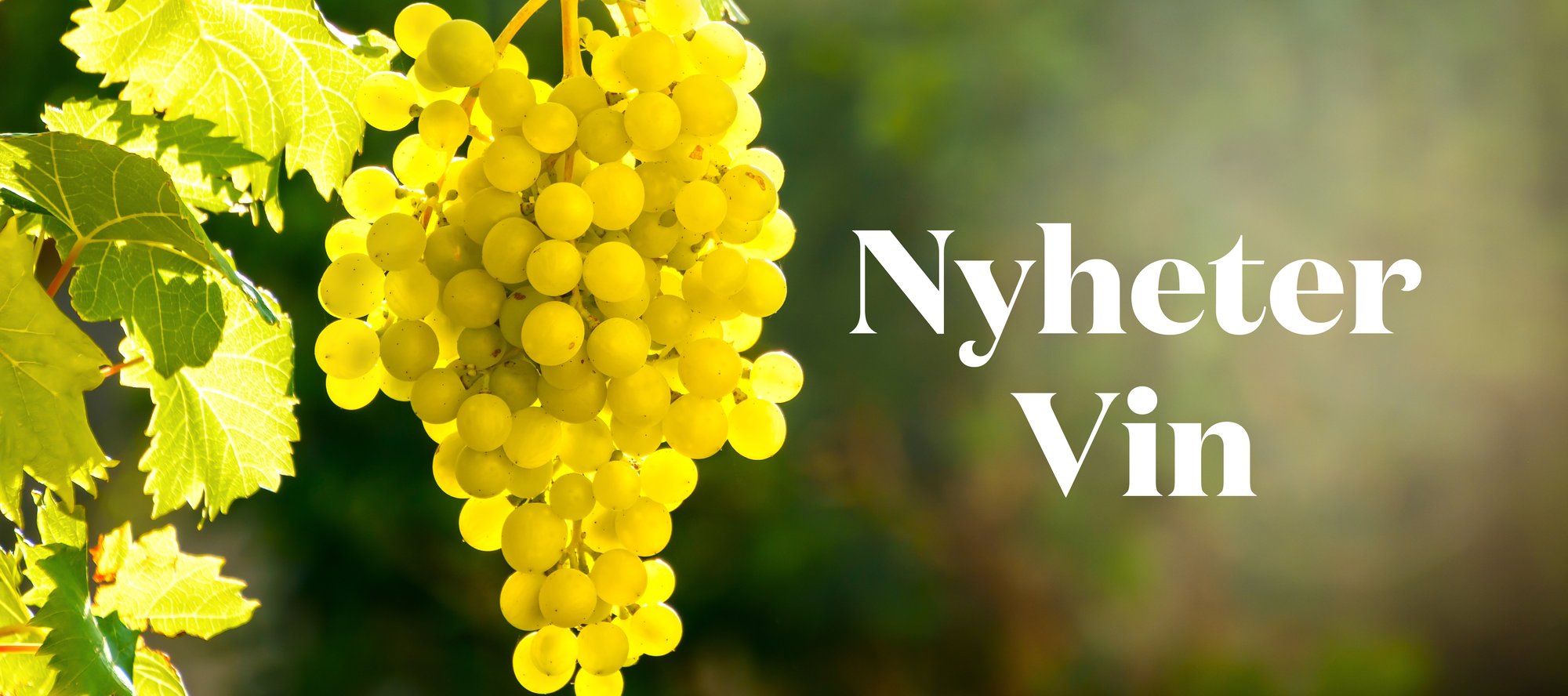 nyehter_vin_2025