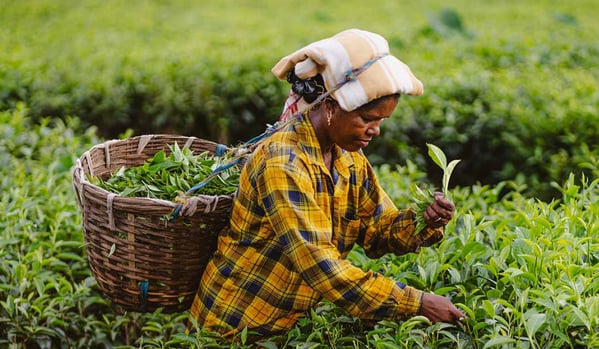 twinings_web_2026_sourced